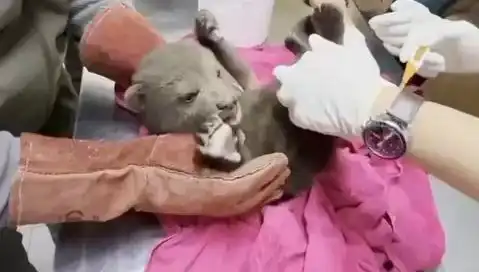 Karabük'te Doğanın Sıcak Kalbi: Yavru Bozayı Kurtarıldı!