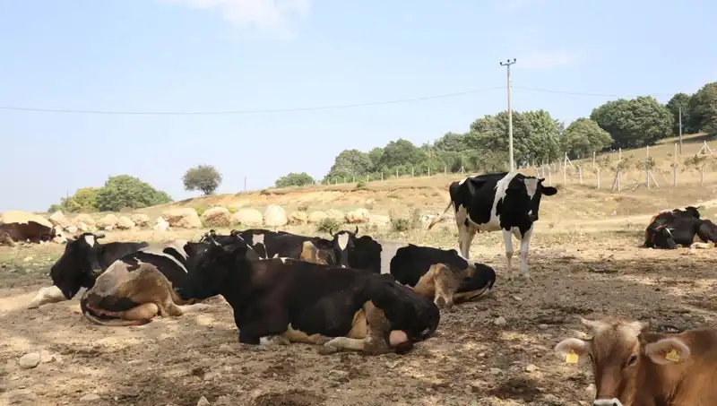 Şap Hastalığı Nedeniyle 22 Köyde Giriş Çıkış Kısıtlaması İlan Edildi