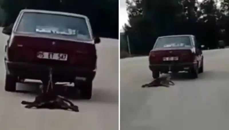 Otomobilin Arkasına Bağladığı Köpek, Feci Bir Kaza ile Sürüklenerek Hayatıyla Oynadı