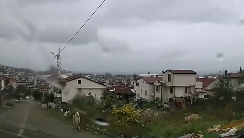 Sahipsiz Köpeklerle İlgili Şok Edici Olay: 5 Yaşındaki Çocuk Ağır Yaralandı