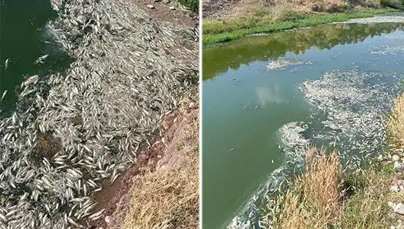 Karasu Çayı'ndaki Balık Ölümlerinin Ardındaki Gizem Çözülecek mi?