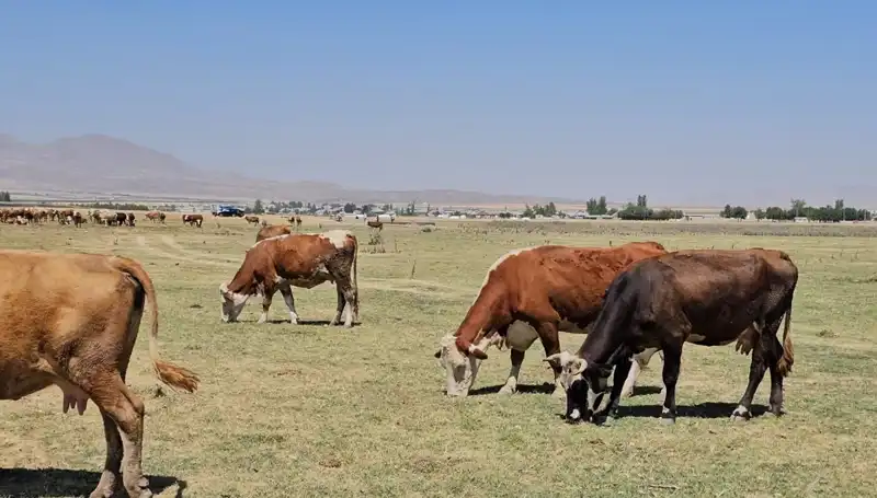 Arin Gölü'ndeki Kuruma: Su Sıkıntısı Tehdidi Kapıda!