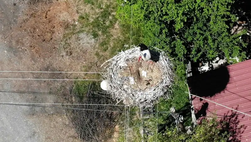 Baharın Müjdecisi Kırlangıçlar, 22 Yıl Sonra Yuvaya Döndü