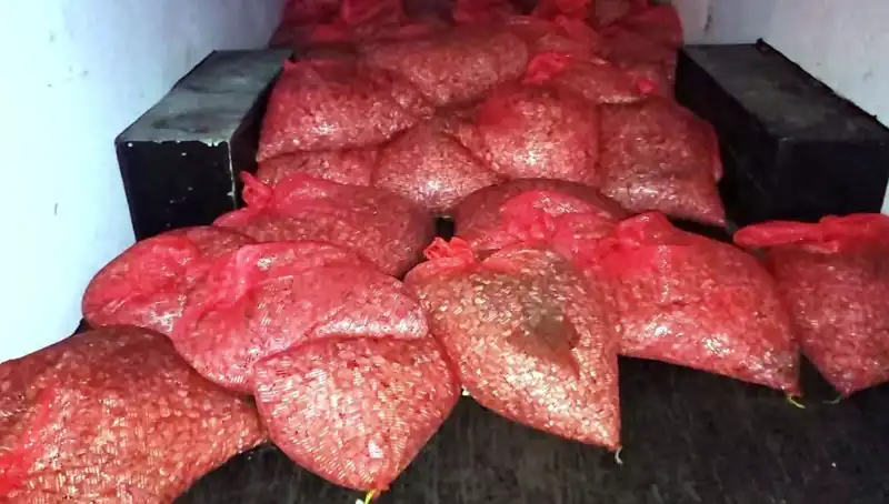 Samsun’da Şok! 1,5 Ton Kaçak Midye Operasyonu Gerçekleşti