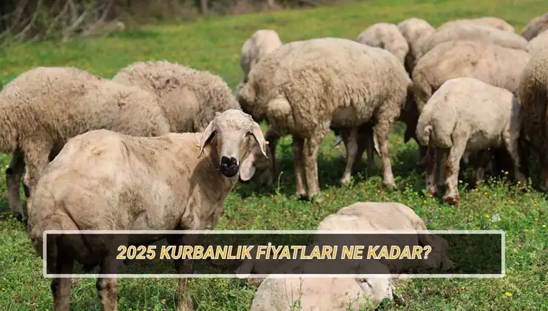 2025'te Kurbanlık Fiyatları: Büyükbaş ve Küçükbaş Kurbanlar Ne Kadar Olacak?